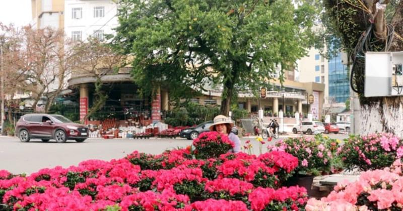 Vườn hoa lay ơn nở rộ đầy màu sắc sẵn sàng đón tết nguyên đán